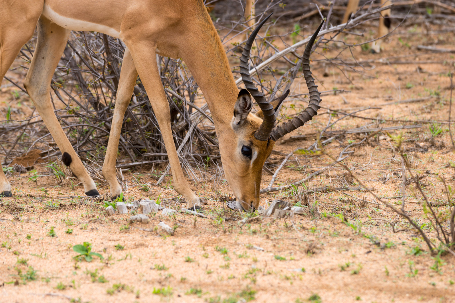 20161113 121400 Impala